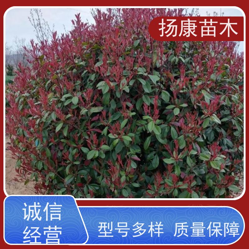 杨康苗木 城市园林绿化 耐盐碱性和耐干旱 红叶石楠球苗