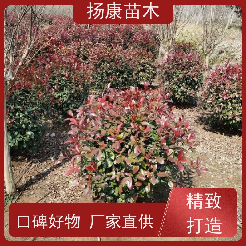 杨康苗木 庭院小区公园观赏绿化种植 源头批发 精品红叶石楠球