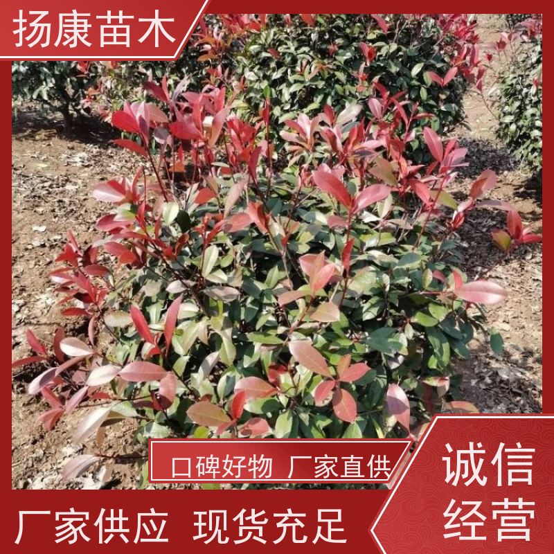 杨康苗木 耐寒耐阴成活率高 种苗基地 2米红叶石楠球