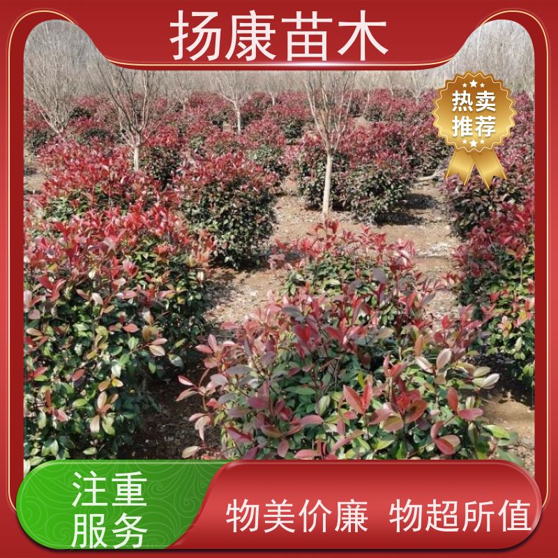 杨康苗木 四季常青庭院绿化篱笆 规格齐全 1.5米红叶石楠球