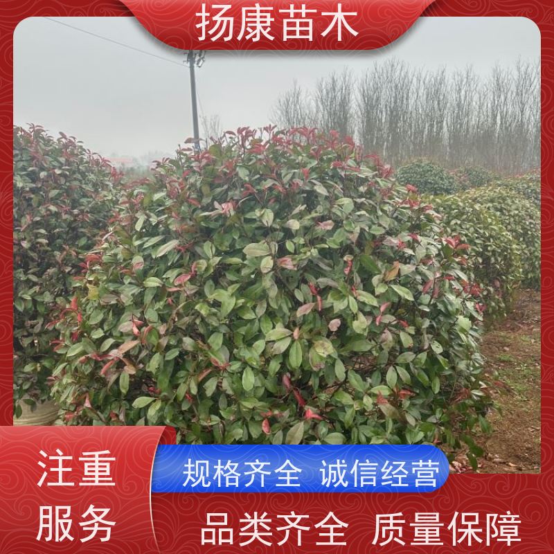 杨康苗木 城市园林绿化 耐盐碱性和耐干旱 2.5米红叶石楠球