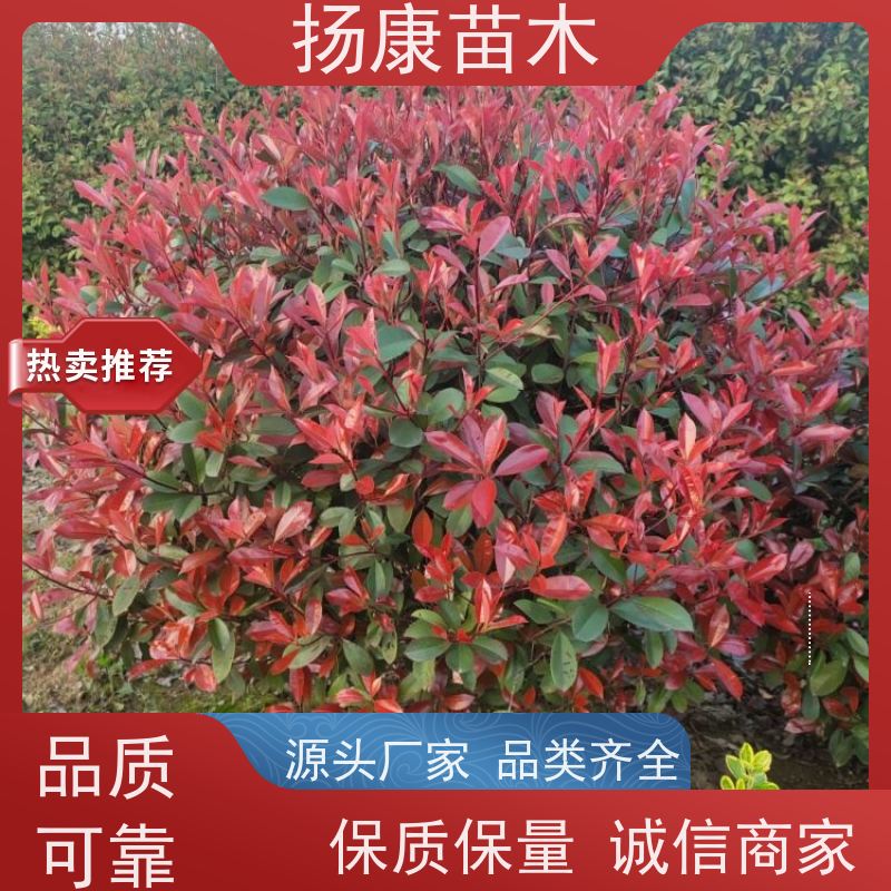 杨康苗木 苗圃基地现挖出售指苗发货专车配送 2米红叶石楠球