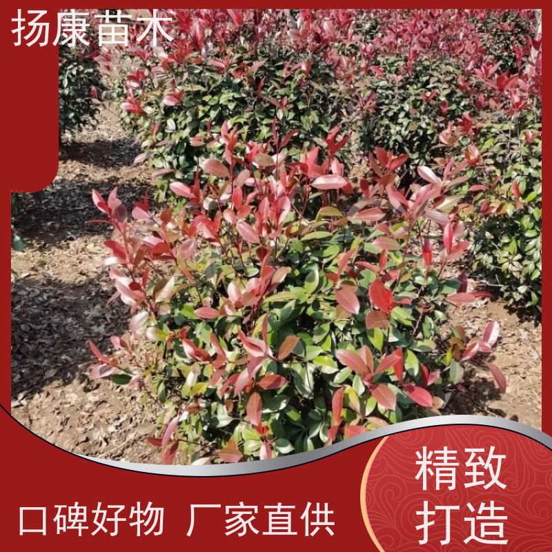 杨康苗木 庭院别墅造景 园林绿篱色块苗 四季变色 12公分红叶石楠球