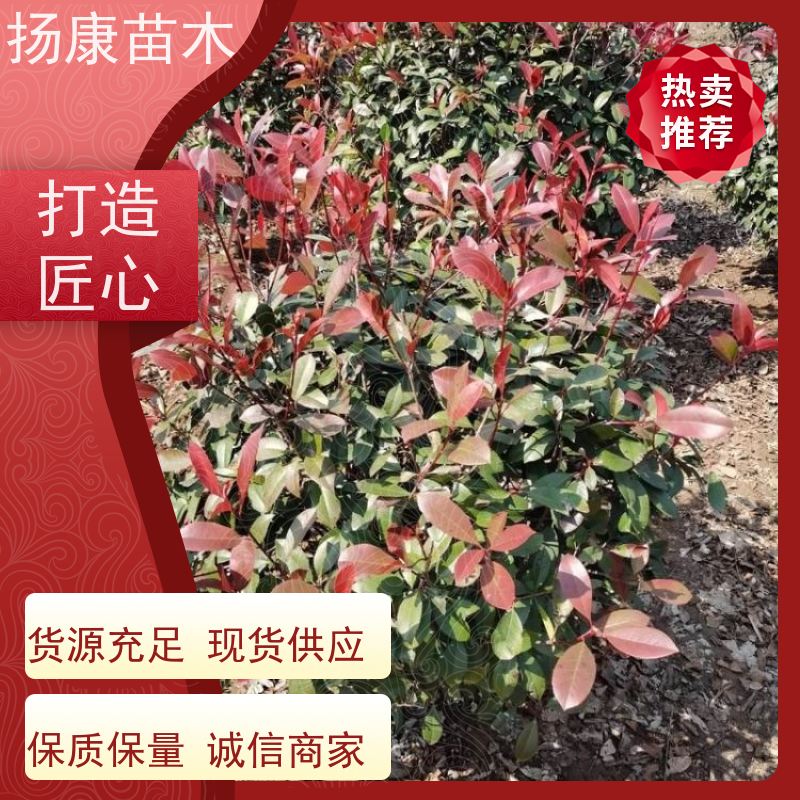 杨康苗木 冠幅1-2米石楠小苗基地地被红色植物 2米红叶石楠球