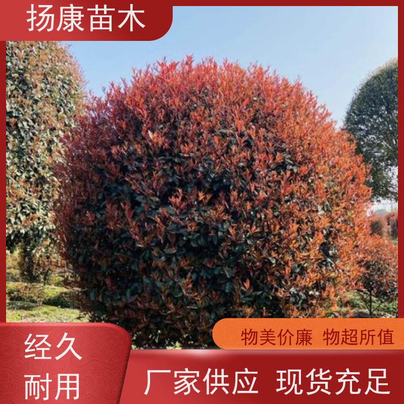 杨康苗木 耐寒耐阴成活率高 种苗基地 精品红叶石楠球