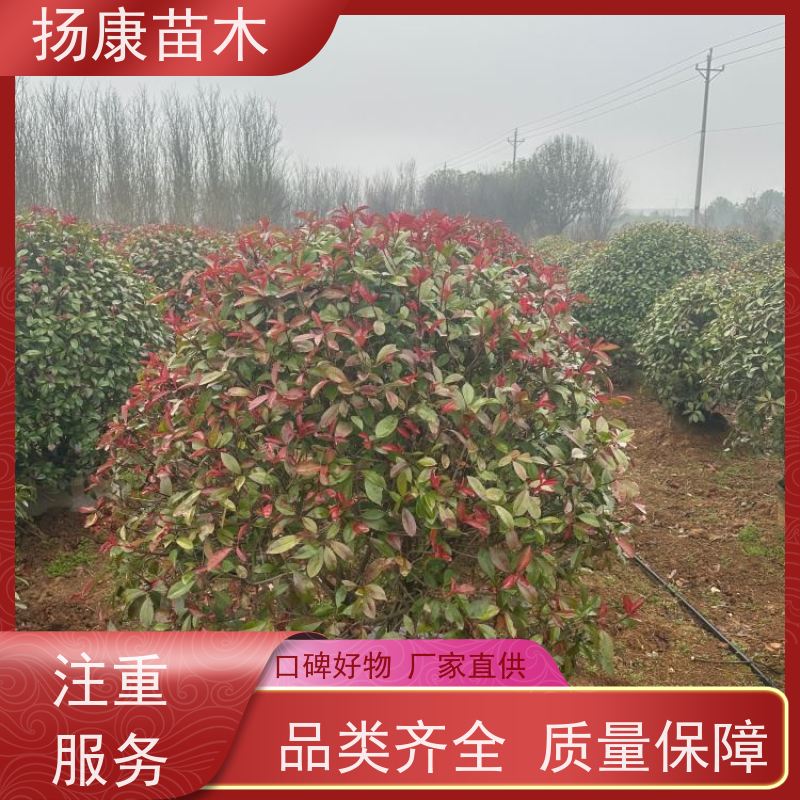 杨康苗木 叶色鲜艳夺目 行道绿篱园林绿化 观赏性高 1.5米红叶石楠球