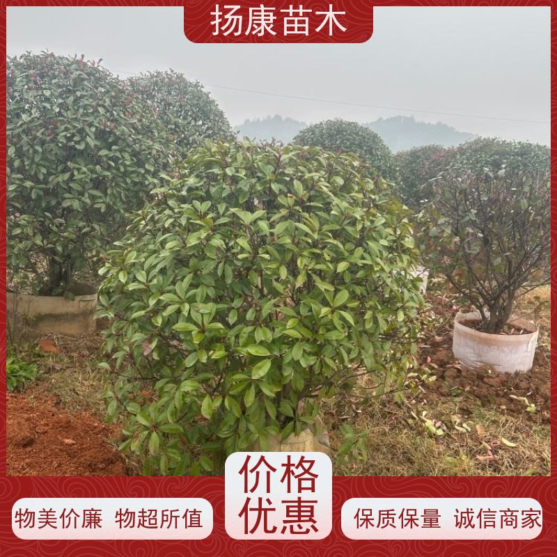 杨康苗木 1米 1.2米 1.5米 1.8米都有货 可挑选 3公分红叶石楠球