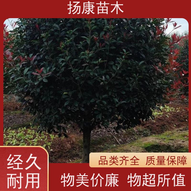 杨康苗木 良种 球形树冠 枝繁叶茂 红叶石楠球苗