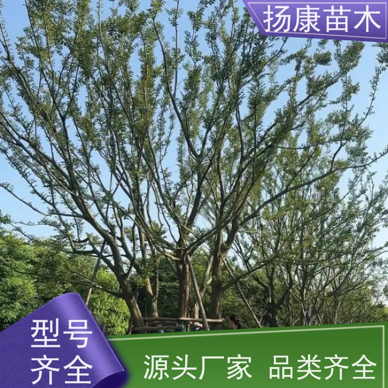 12公分丛生朴树 扬康苗木 抗风抗烟滞尘 容易存活 生长速度快 观赏风景