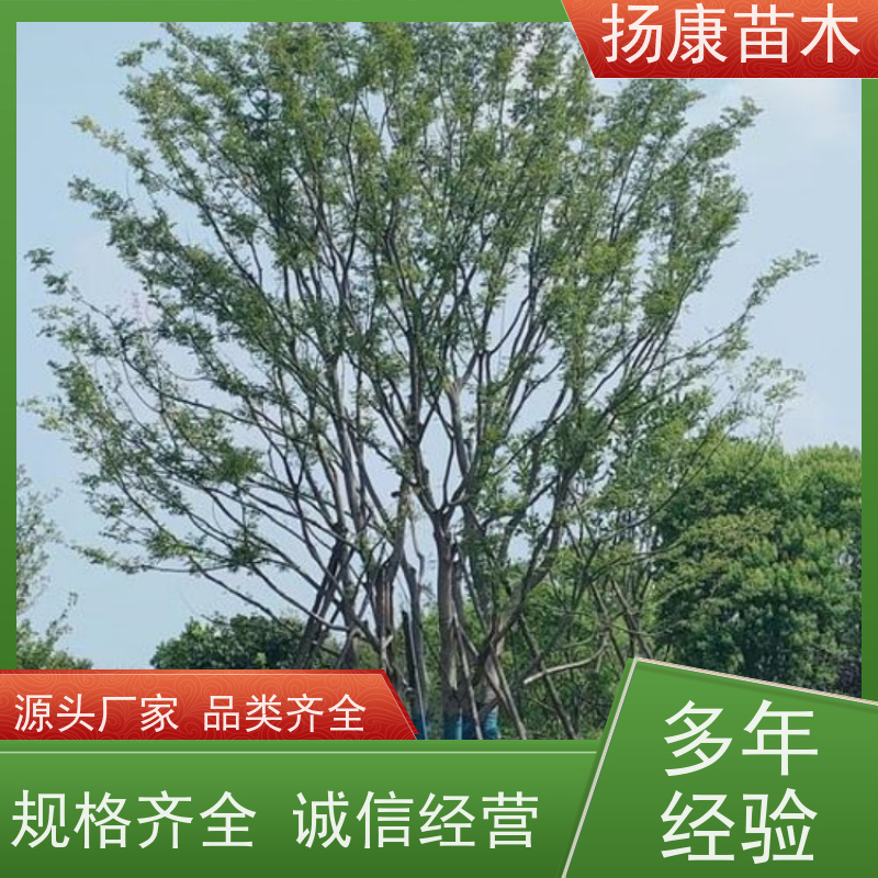 9米丛生朴树 扬康苗木 各规格齐全 景区园林绿化工程行道树