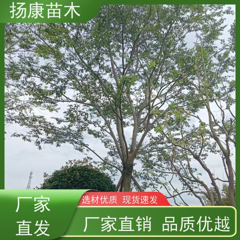 18公分丛生朴树 扬康苗木 园林行道绿化露地栽培 根系发达