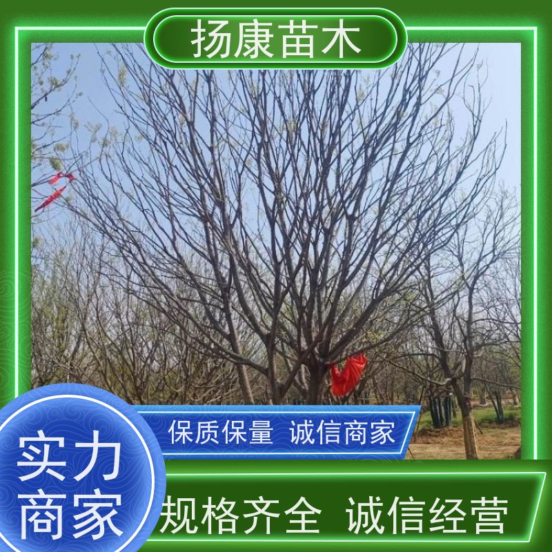 40公分丛生朴树 扬康苗木 景区园林绿化工程树 行道树 源头厂家