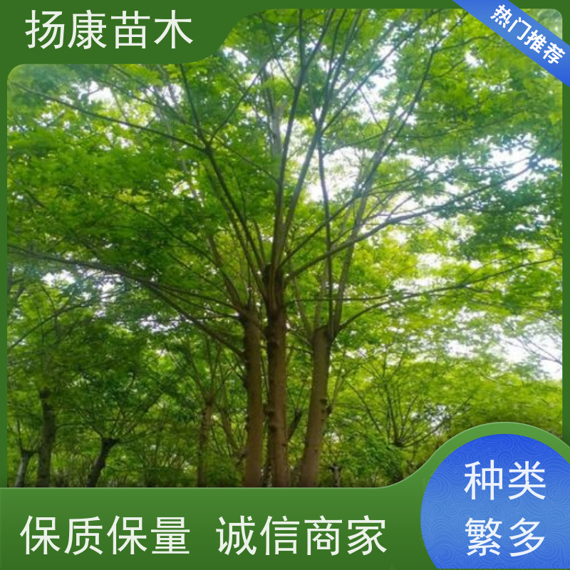 6米丛生朴树 扬康苗木 工程绿化苗 行道树 青树15公分 占地