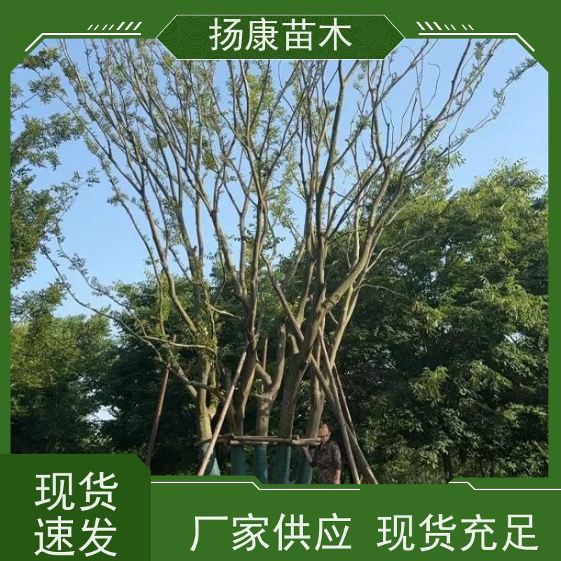 丛生朴树5米 扬康苗木 景区园林绿化工程树 行道树 源头厂家