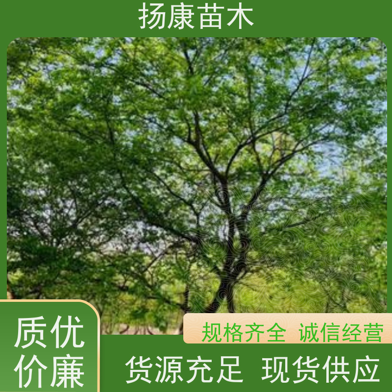 60公分丛生朴树 扬康苗木 庭院植物观赏树大型绿化树 适应能力强