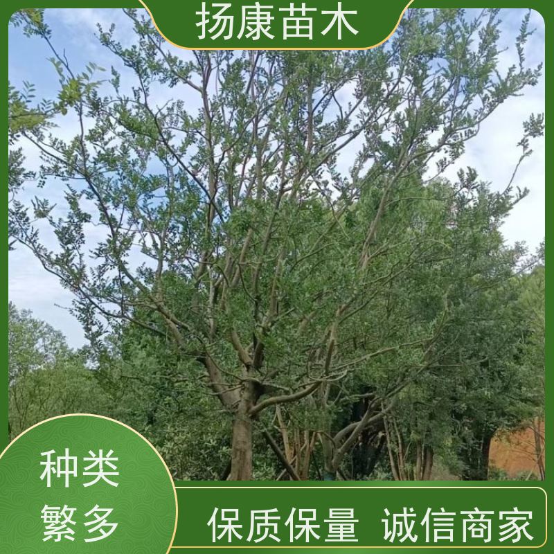 40公分丛生朴树 扬康苗木 城市绿化工程行道树 现挖现发 基地直售