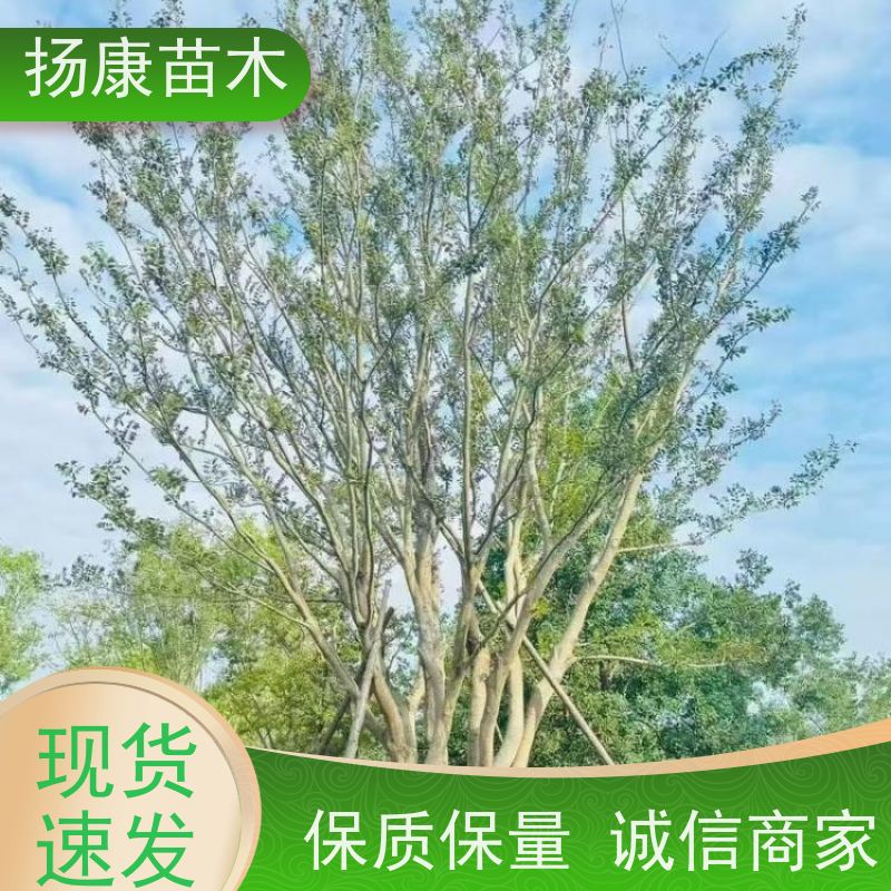 丛生朴树 扬康苗木 庭院小区庭荫树 规格齐全 树形优美
