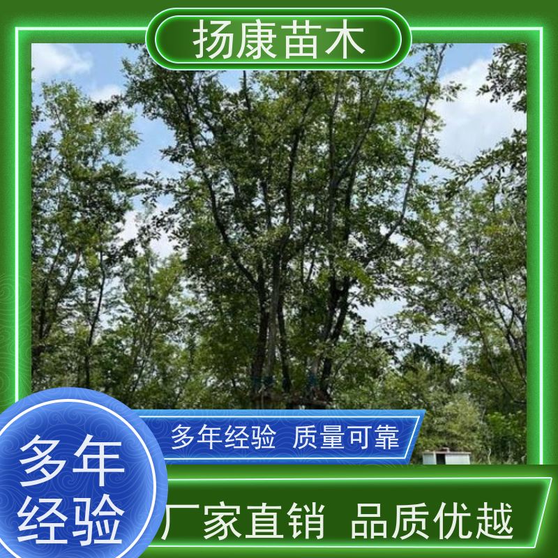 丛生朴树 扬康苗木 叶色鲜艳 街道造型装饰树 自产自销