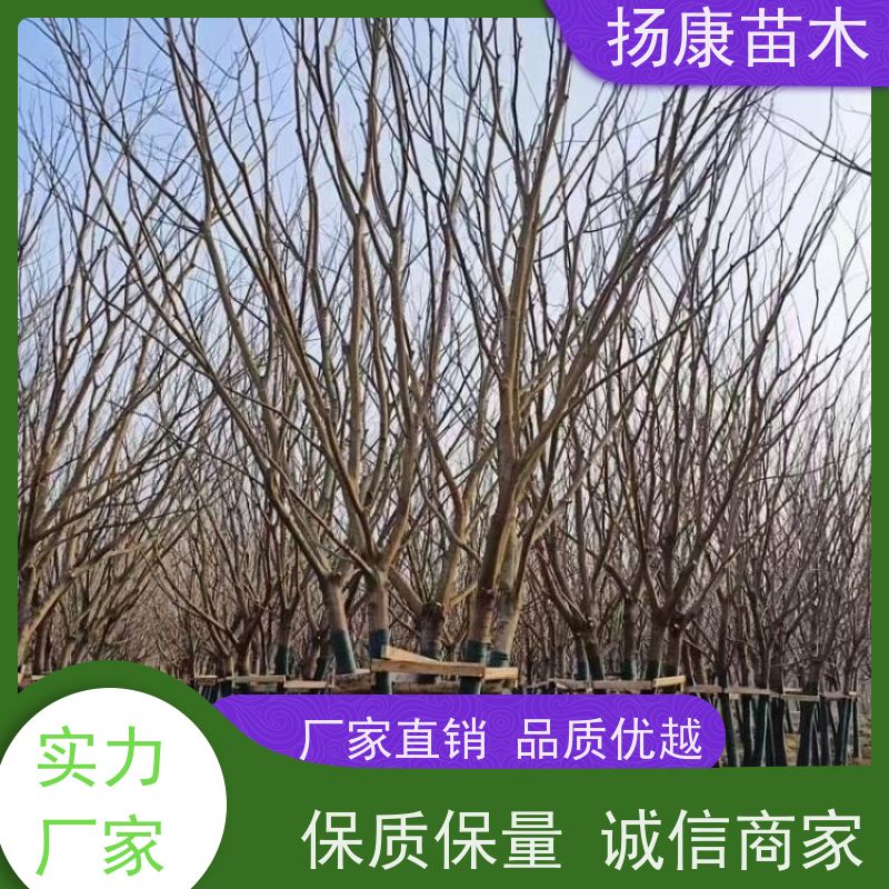 精品丛生朴树 扬康苗木 景区园林绿化工程树 行道树 源头厂家