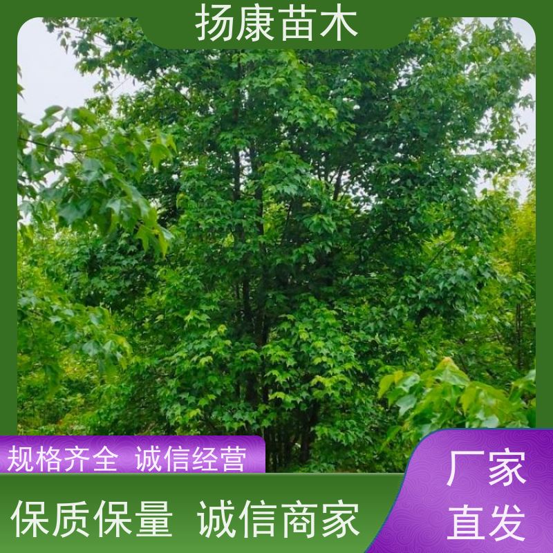 5米丛生朴树 扬康苗木 公园道路风景树行道树 现挖现卖