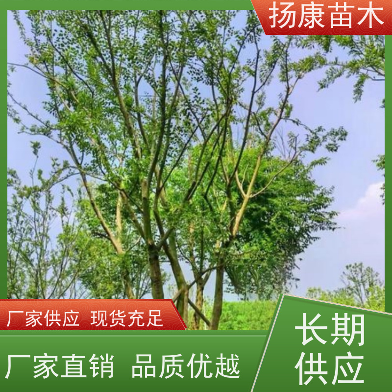 30公分丛生朴树 扬康苗木 自产自销 基地批量供应