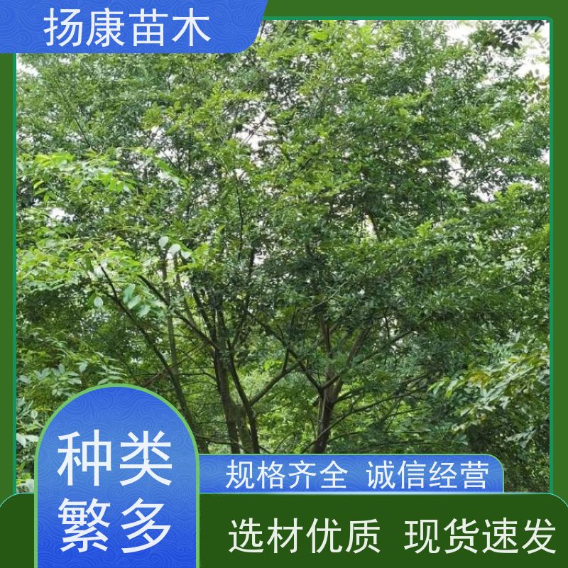 80公分丛生朴树 扬康苗木 庭院小区庭荫树 规格齐全 树形优美