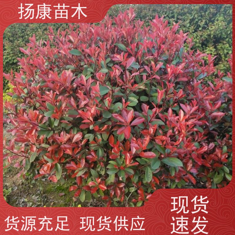 杨康苗木 苗圃基地现挖出售指苗发货专车配送 精品红叶石楠球