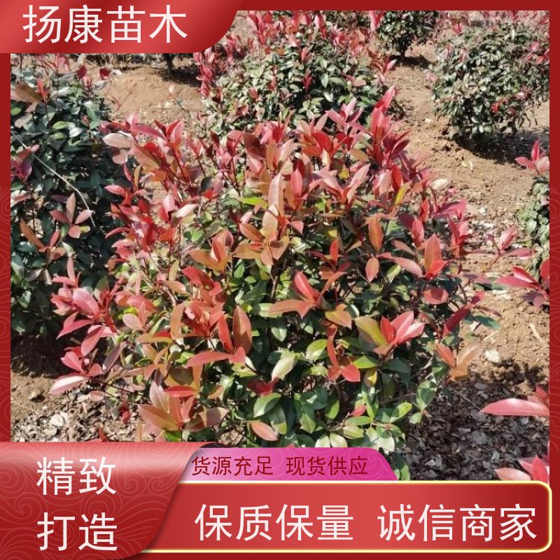 杨康苗木 良种 球形树冠 枝繁叶茂 1.8米红叶石楠球
