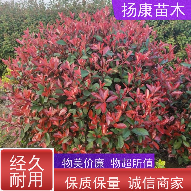 杨康苗木 道路绿化苗木 公园小区绿篱色块球 1.8米红叶石楠球