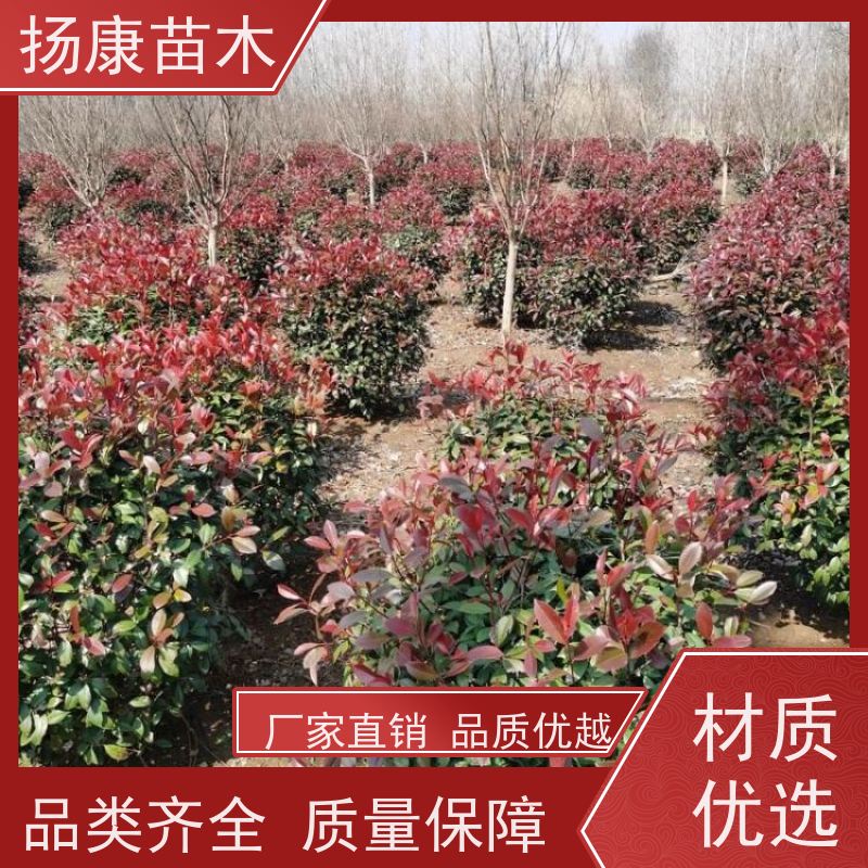 杨康苗木 各种规格 园林工程绿化 精品红叶石楠球