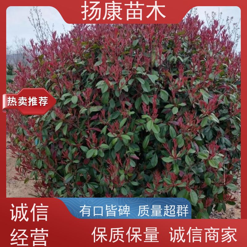 杨康苗木 冠幅1-2米石楠小苗基地地被红色植物 1.8米红叶石楠球