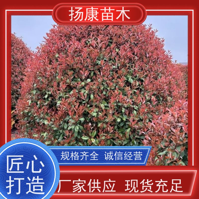 杨康苗木 庭院小区公园观赏绿化种植 源头批发 红叶石楠球苗