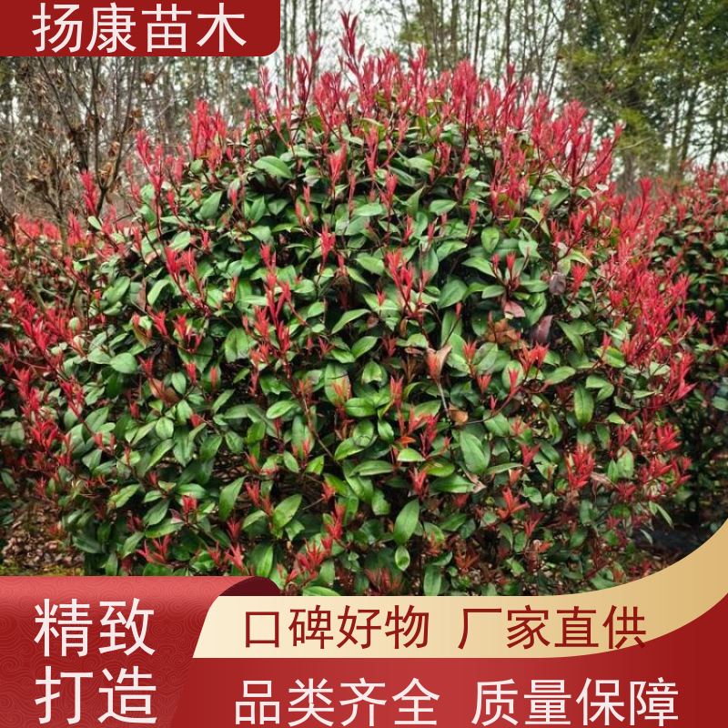 杨康苗木 冠幅饱满 庭院种植 电话咨询 红叶石楠球 