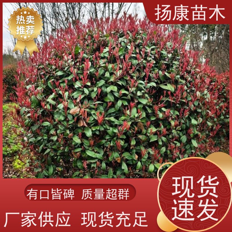 杨康苗木 耐寒耐阴成活率高 种苗基地 5公分红叶石楠球