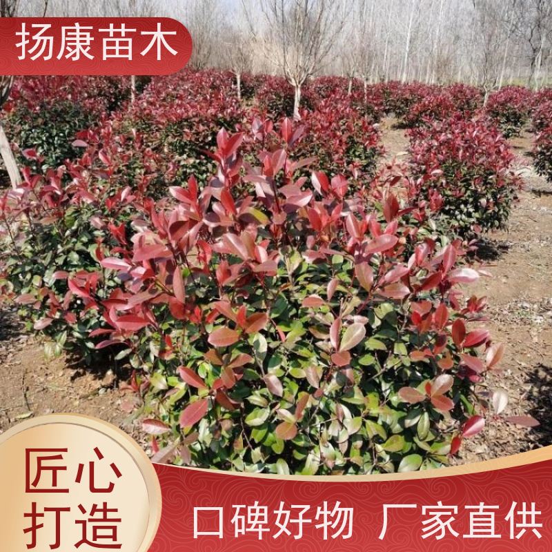 杨康苗木 各种规格 园林工程绿化 12公分红叶石楠球