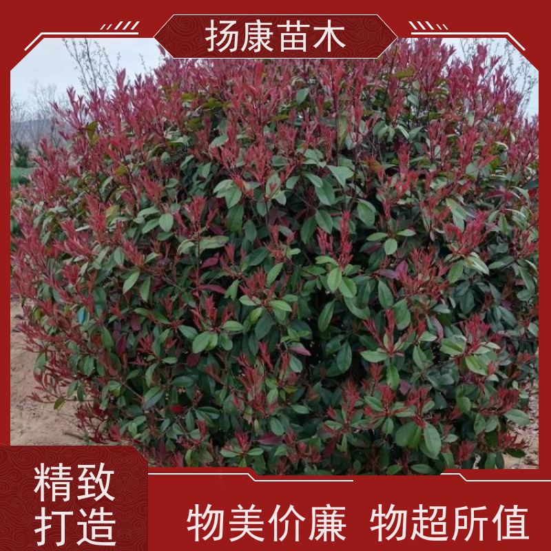 杨康苗木 苗圃基地现挖出售指苗发货专车配送 12公分红叶石楠球
