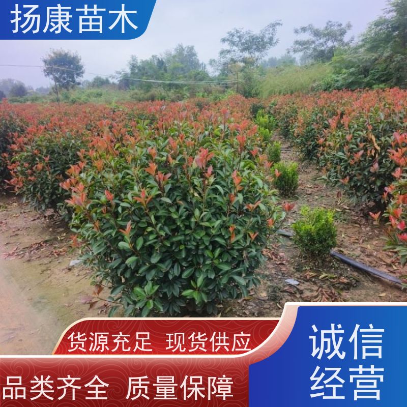 杨康苗木 良种 球形树冠 枝繁叶茂 精品红叶石楠球