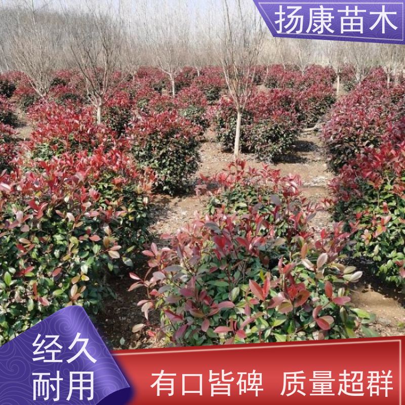杨康苗木 庭院别墅造景 园林绿篱色块苗 四季变色 红叶石楠球 
