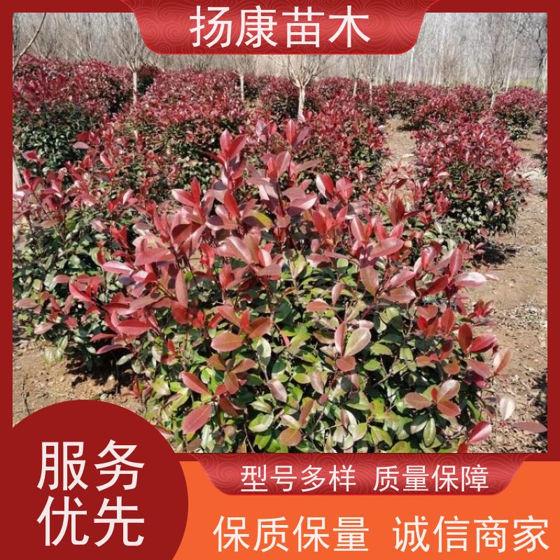 杨康苗木 香叶园林供应庭院绿化四季常青灌木球 1.8米红叶石楠球
