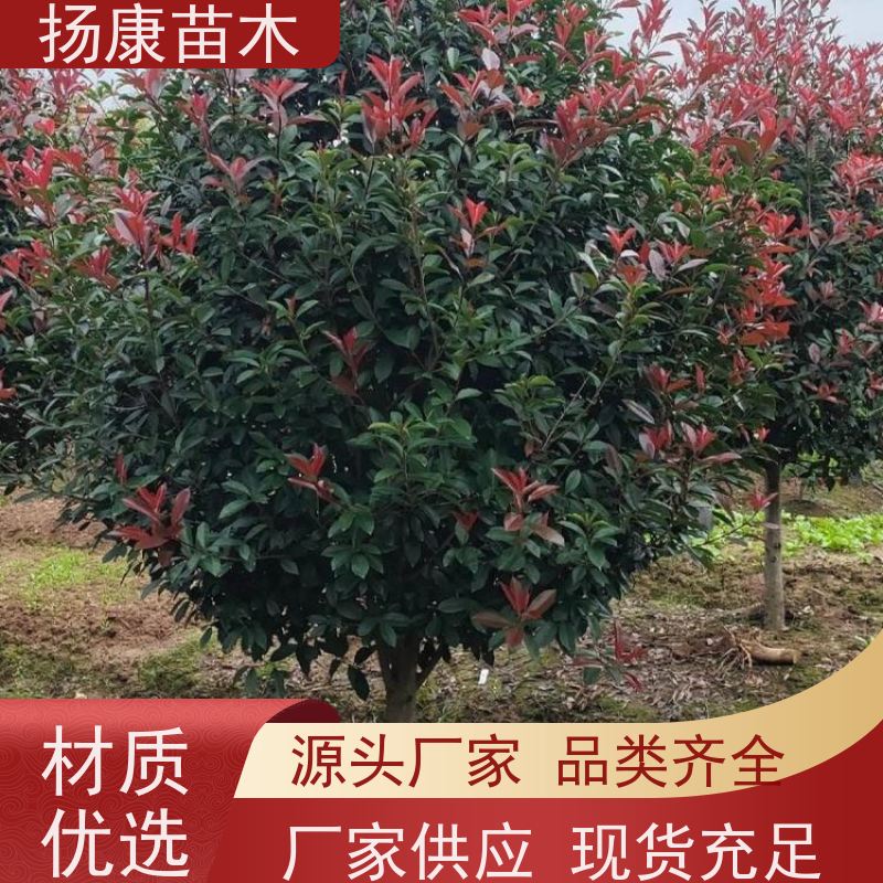 杨康苗木 叶色鲜艳夺目 行道绿篱园林绿化 观赏性高 12公分红叶石楠球