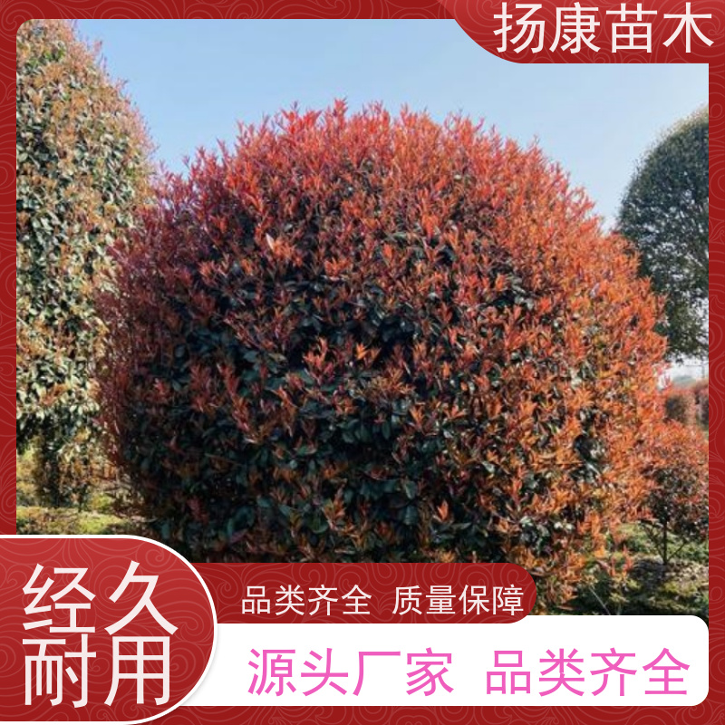 杨康苗木 庭院小区公园观赏绿化种植 源头批发 红叶石楠球 