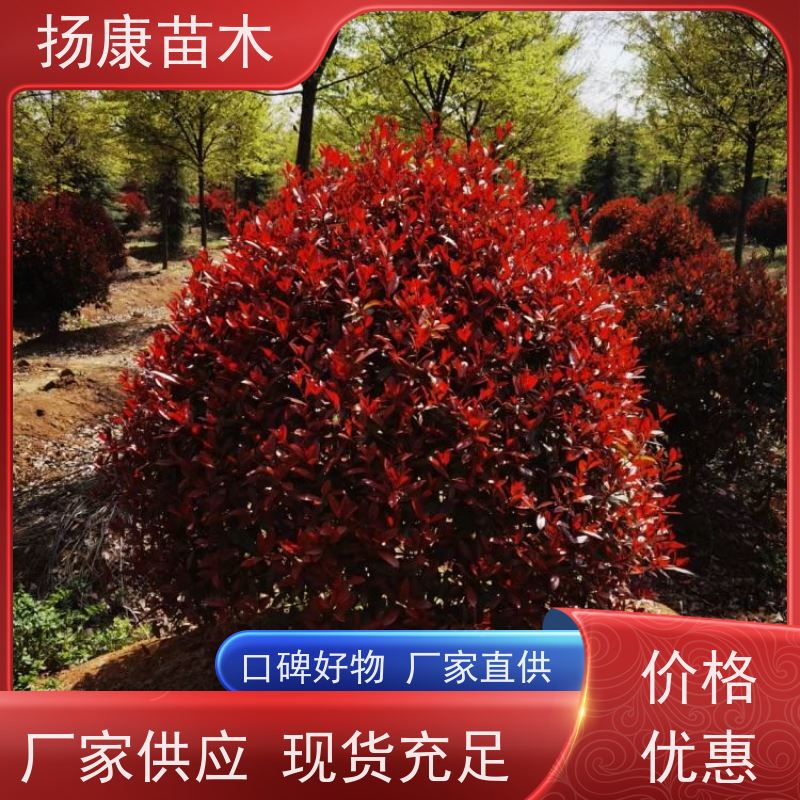 杨康苗木 庭院园林绿化工程苗 盆栽室内布置 10公分红叶石楠球