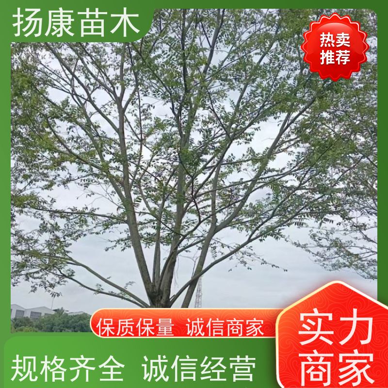 15公分丛生朴树 扬康苗木 园林景观工程用 自然树冠造型美