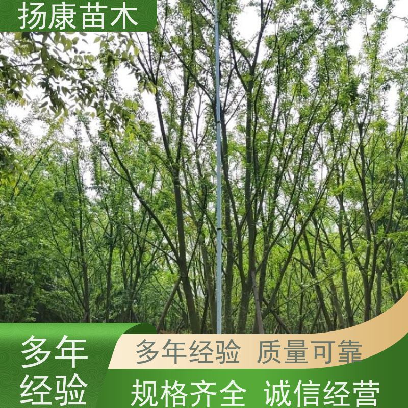 丛生朴树9米 扬康苗木 景区园林绿化工程树 行道树 源头厂家