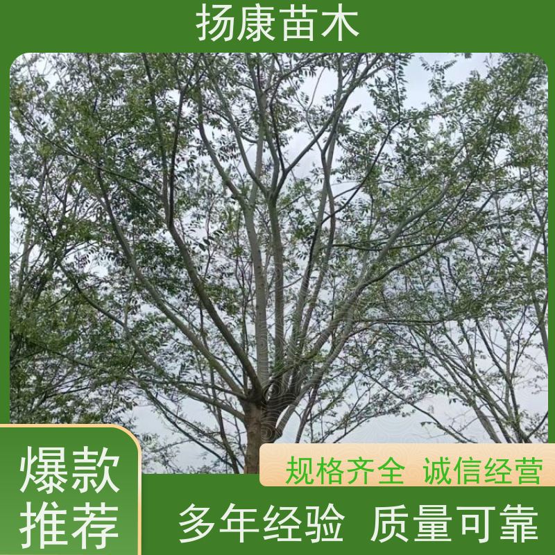 80公分丛生朴树 扬康苗木 公园道路风景树行道树 现挖现卖