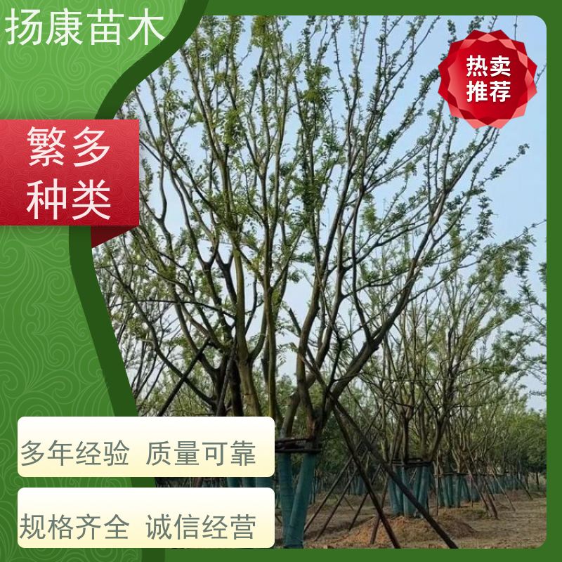 10米丛生朴树 扬康苗木 园林景观工程用 自然树冠造型美