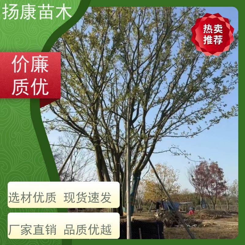 独杆丛生朴树 扬康苗木 耐寒适应力较强适合公园庭院街道公路荫树