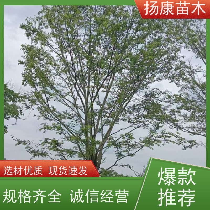 丛生朴树10米 扬康苗木 抗风抗烟滞尘 容易存活 生长速度快 观赏风景