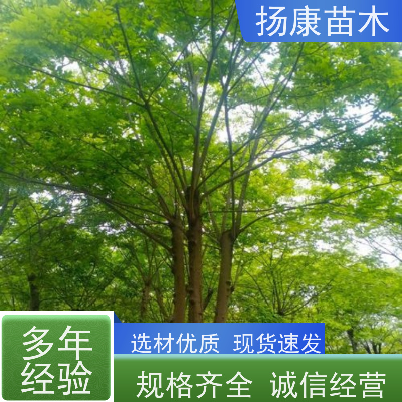 丛生朴树6米 扬康苗木 耐寒适应力较强适合公园庭院街道公路荫树
