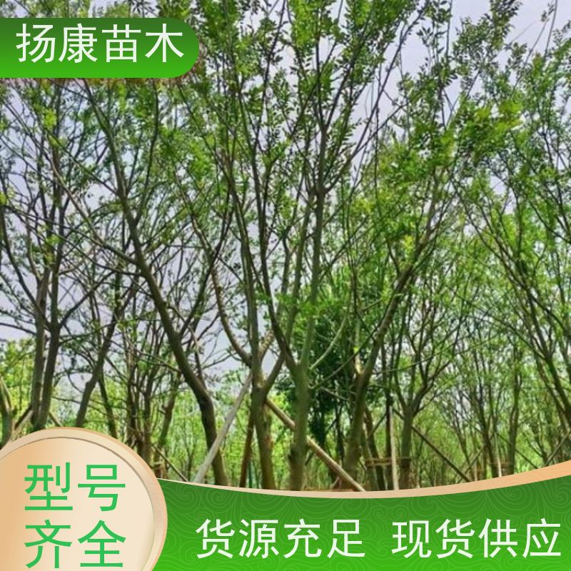 22 公分丛生朴树 扬康苗木 冠幅5米 高度6米 耐寒 易成活